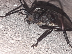 Macrotoma