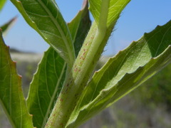 Oenothera stucchii
