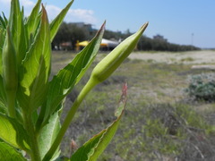 Oenothera stucchii