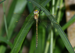 Austrogynacantha heterogena