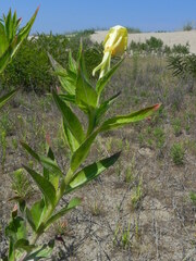 Oenothera stucchii