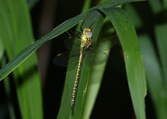 Austrogynacantha heterogena