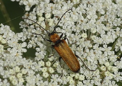 Anogcodes melanurus