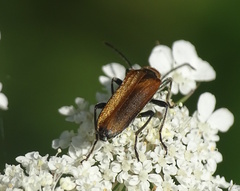Anogcodes melanurus