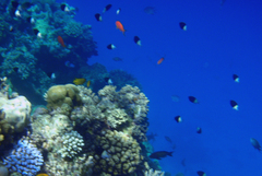 Pycnochromis dimidiatus