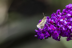 Taractrocera papyria