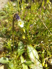 Viola kitaibeliana
