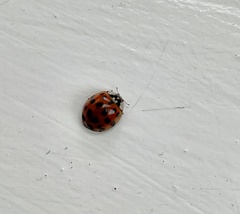 Harmonia axyridis