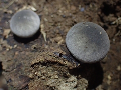 Lycoperdon purpurascens