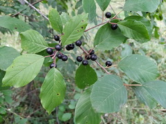 Frangula alnus