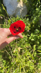 Papaver rhoeas
