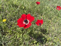 Anemone coronaria