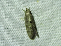 Ericrypsina ductaria