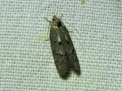Ericrypsina ductaria