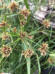 Cyperus vaginatus
