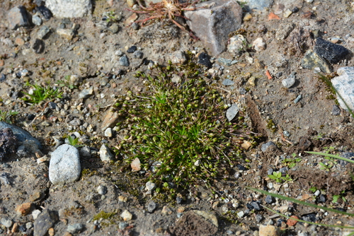 Image of Sagina nivalis by no rights reserved
