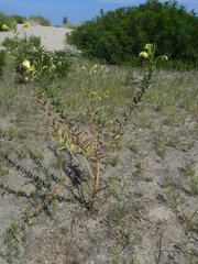 Oenothera stucchii