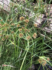 Cyperus vaginatus