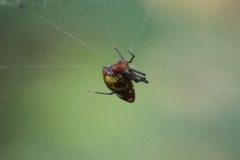 Argyrodes miniaceus