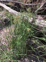Cyperus vaginatus