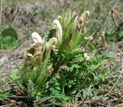 Pedicularis pubiflora