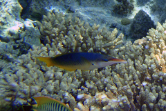 Gomphosus klunzingeri