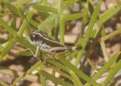 Macrotona australis