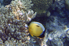 Chaetodon austriacus