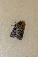 Proteuxoa sanguinipuncta