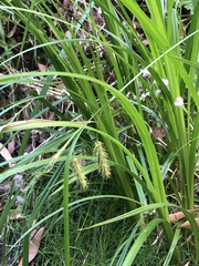 Carex fascicularis