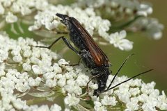 Anogcodes ustulatus