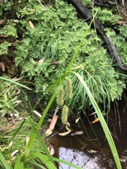 Carex fascicularis