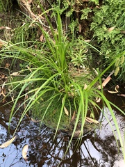 Carex fascicularis