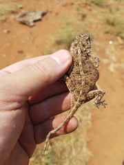 Agama aculeata distanti