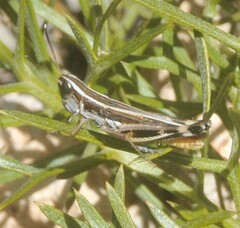 Macrotona australis