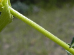 Oenothera stucchii