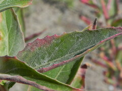 Oenothera stucchii