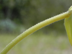 Oenothera stucchii
