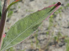 Oenothera stucchii