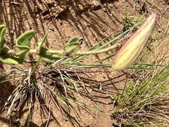 Asclepias albens