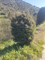 Juniperus oxycedrus