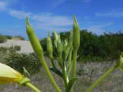 Oenothera stucchii