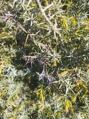 Juniperus oxycedrus