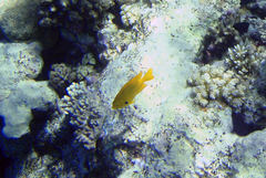 Pomacentrus sulfureus