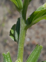 Oenothera stucchii