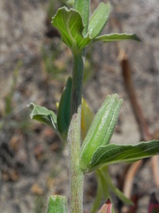 Oenothera stucchii
