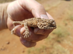 Agama aculeata distanti