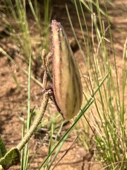 Asclepias albens
