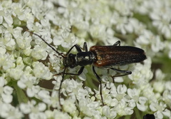Anogcodes ustulatus