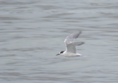 Sterna hirundo hirundo